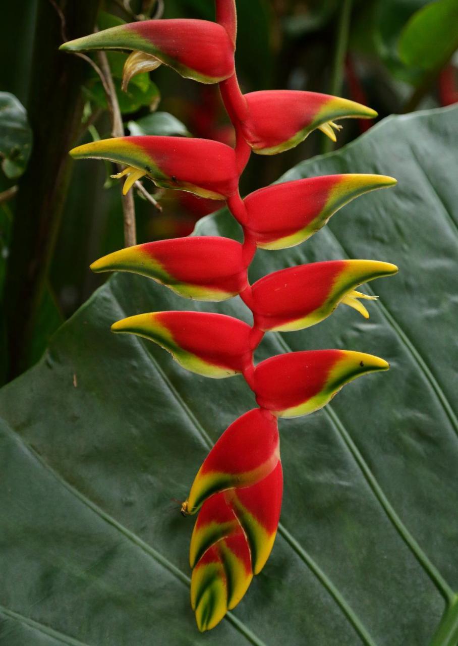 Tierra Guaraní